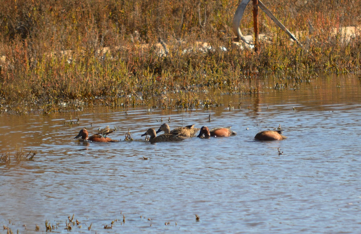 Cinnamon Teal - ML198815061