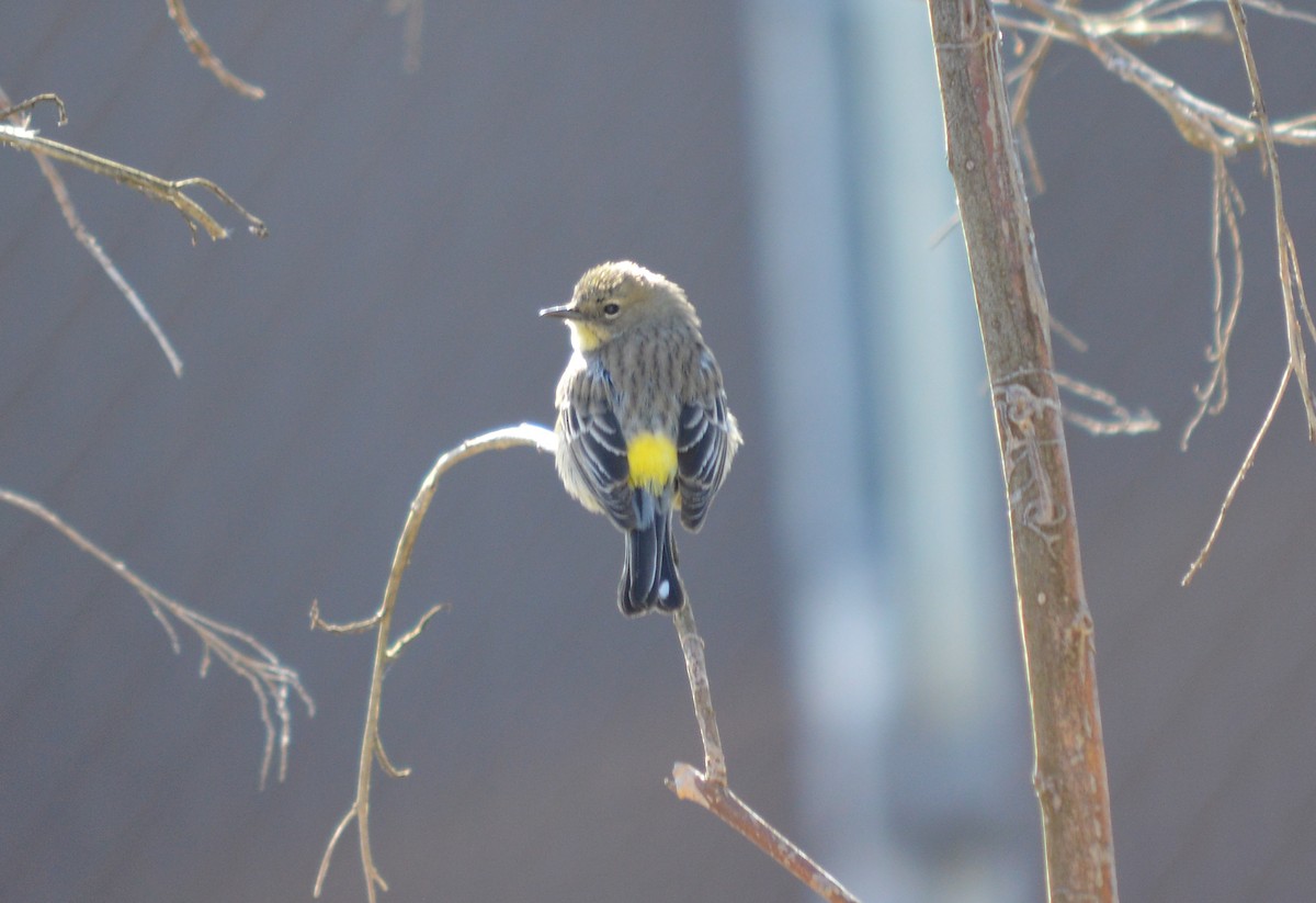 Yellow-rumped Warbler (Audubon's) - Cindy Crawford