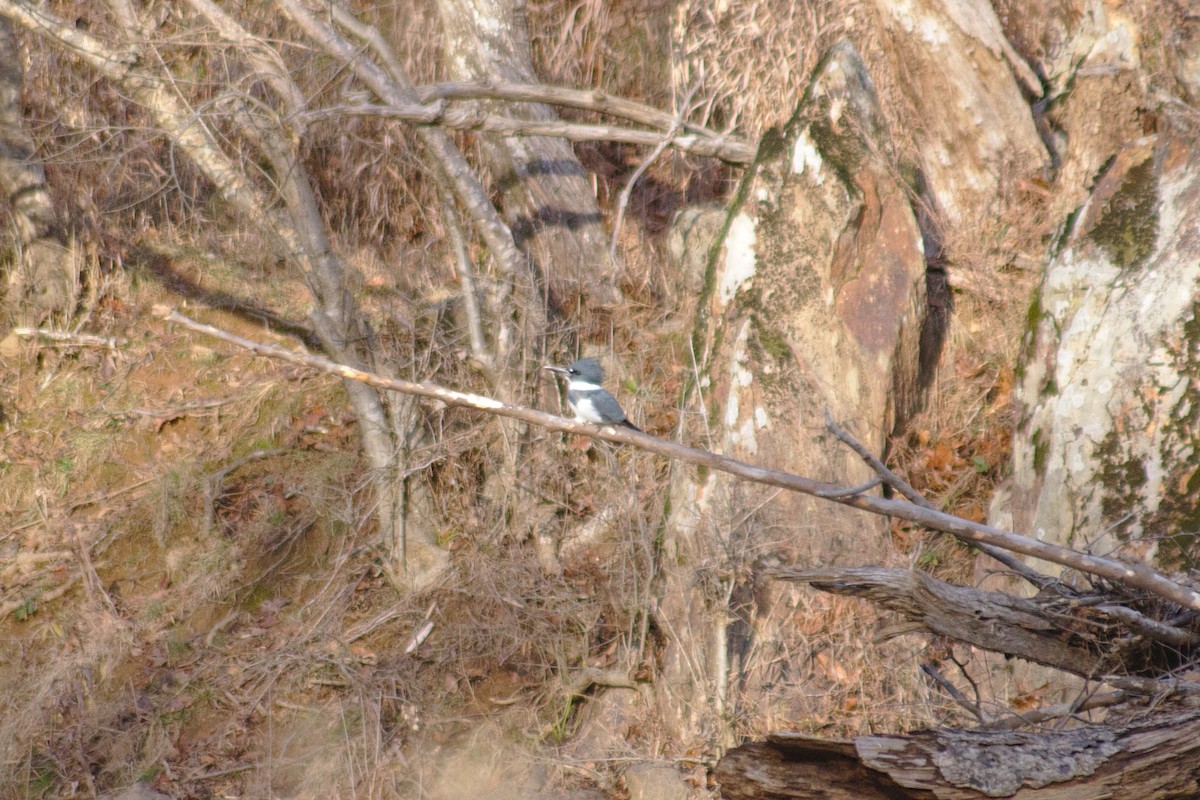 Belted Kingfisher - ML198815241
