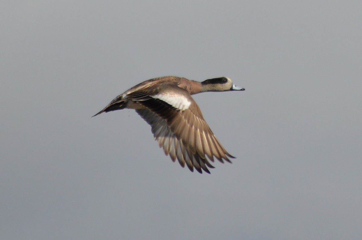 American Wigeon - ML198815281