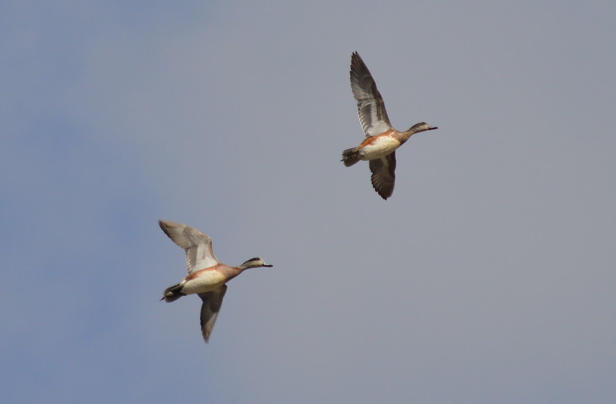 American Wigeon - ML198815301