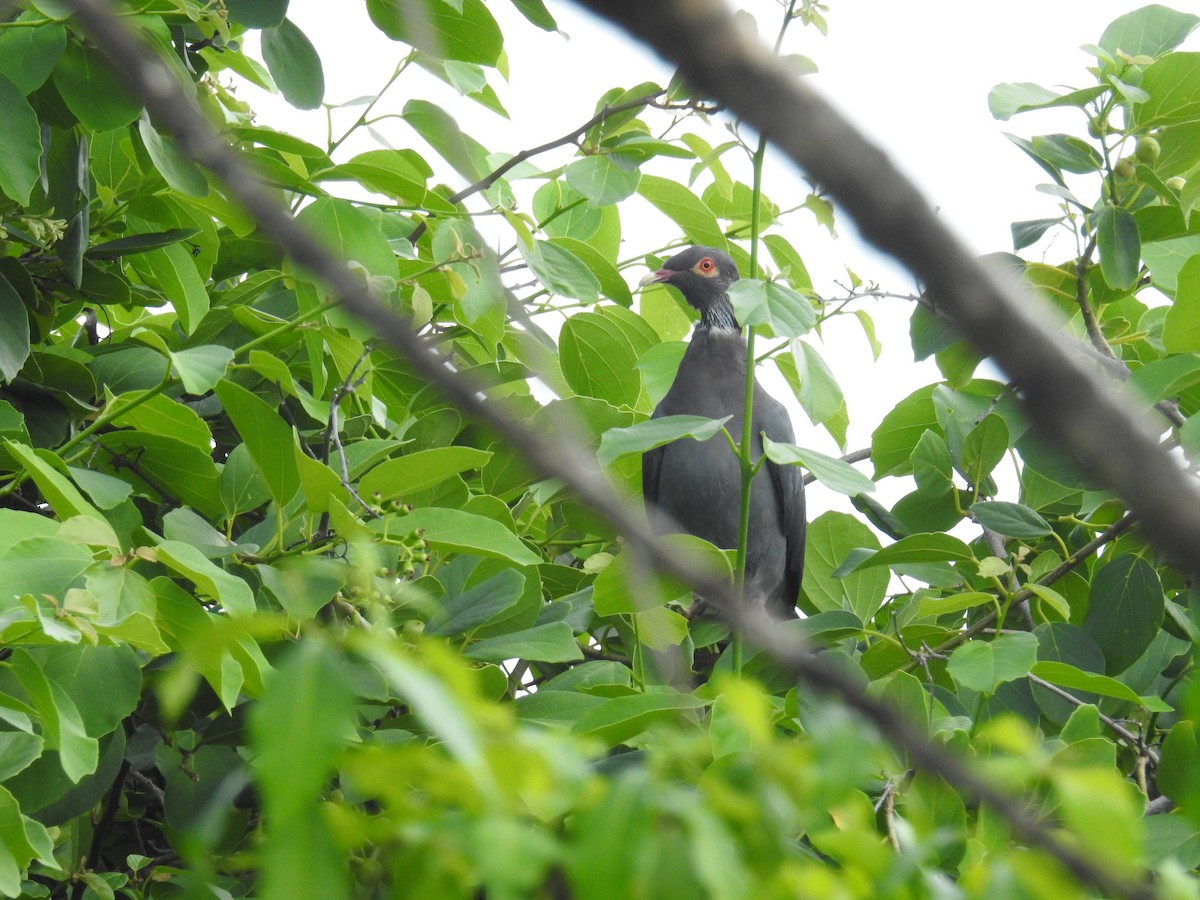 Scaly-naped Pigeon - ML198815341