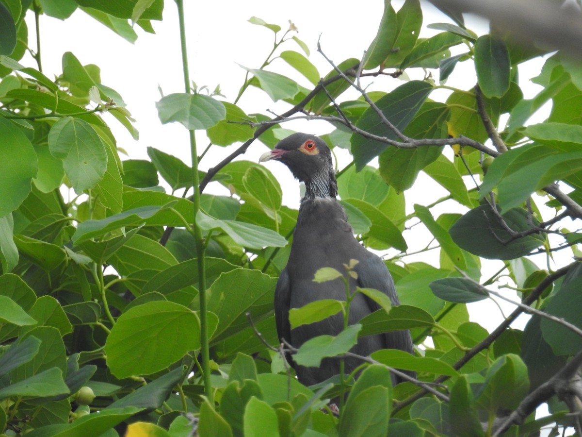 Scaly-naped Pigeon - ML198815391