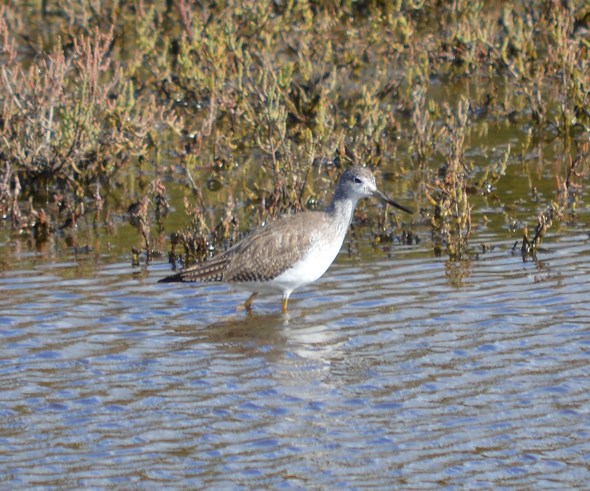 Greater Yellowlegs - ML198815401