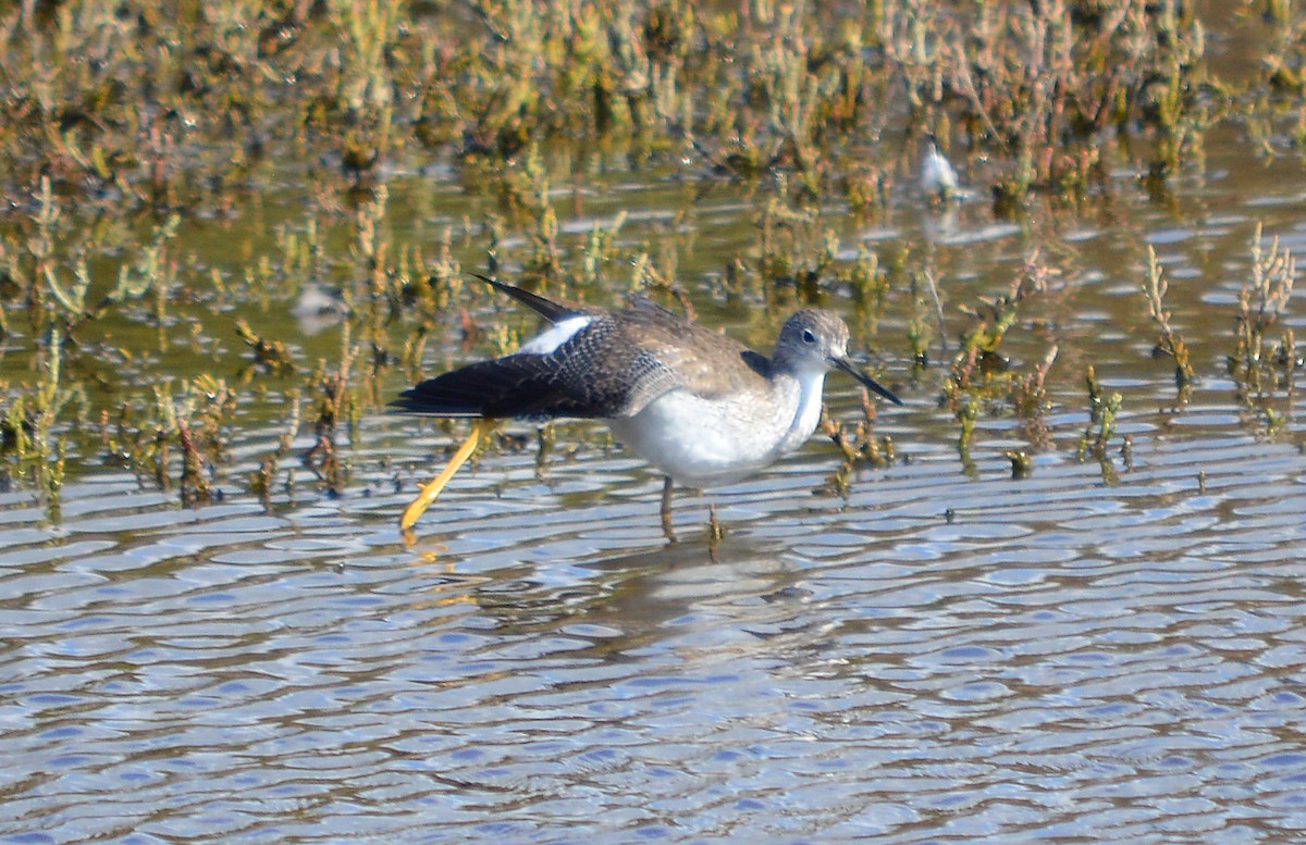 Greater Yellowlegs - Cindy Crawford