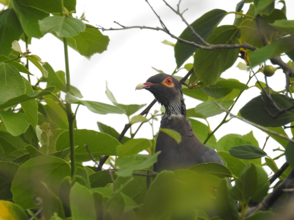 Scaly-naped Pigeon - ML198815501