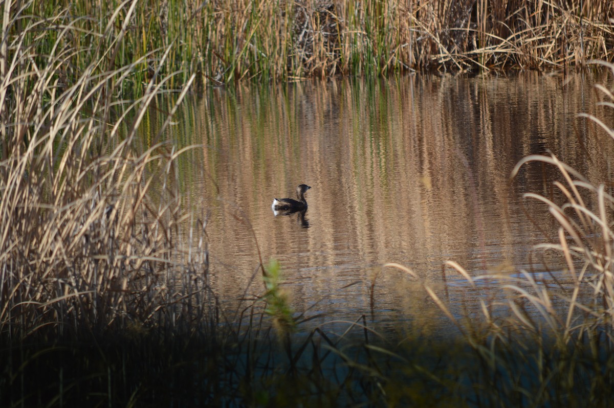 Pied-billed Grebe - ML198815671