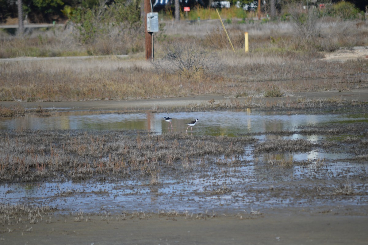 Black-necked Stilt - ML198816001