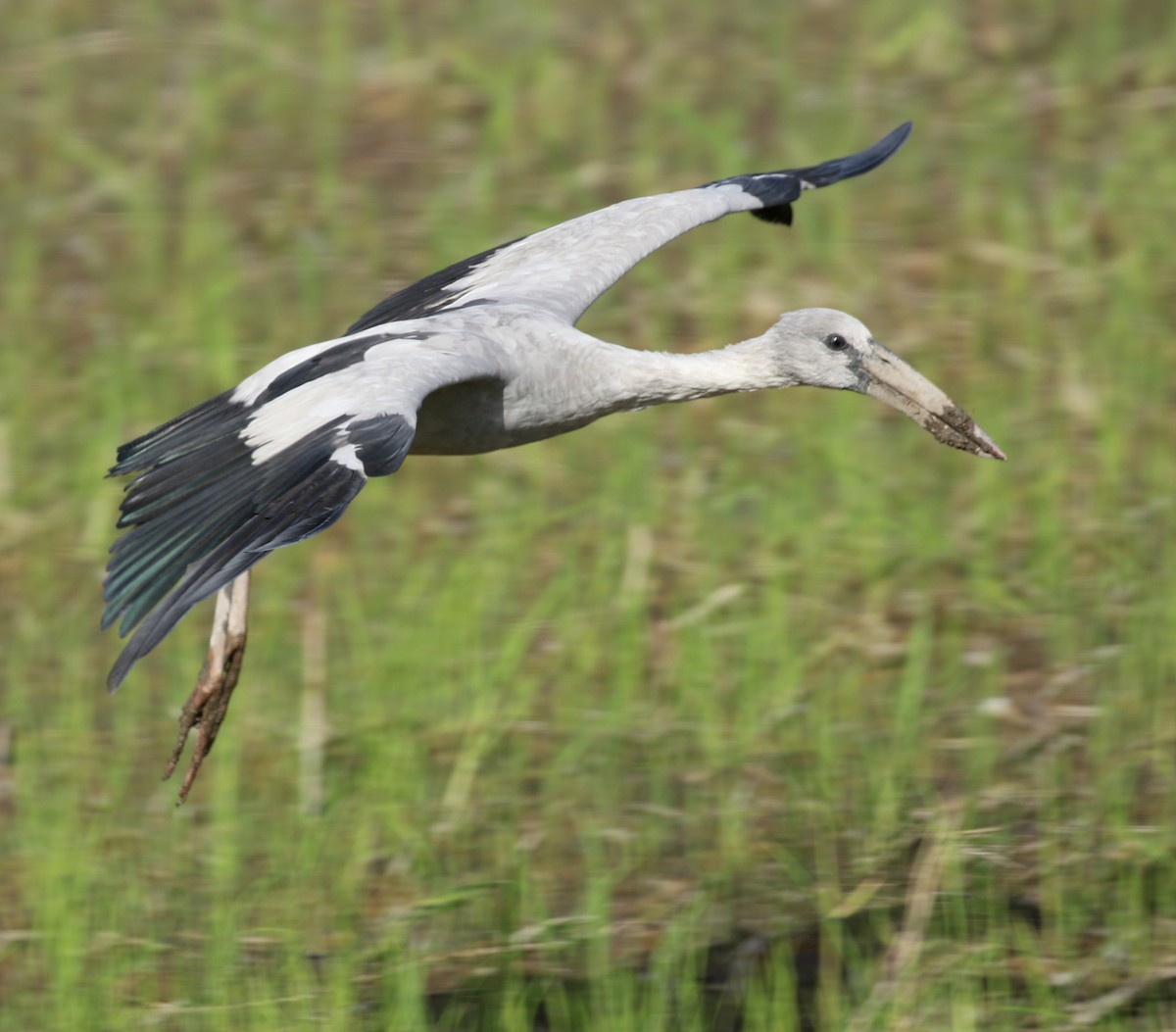 Asian Openbill - Dave Bakewell