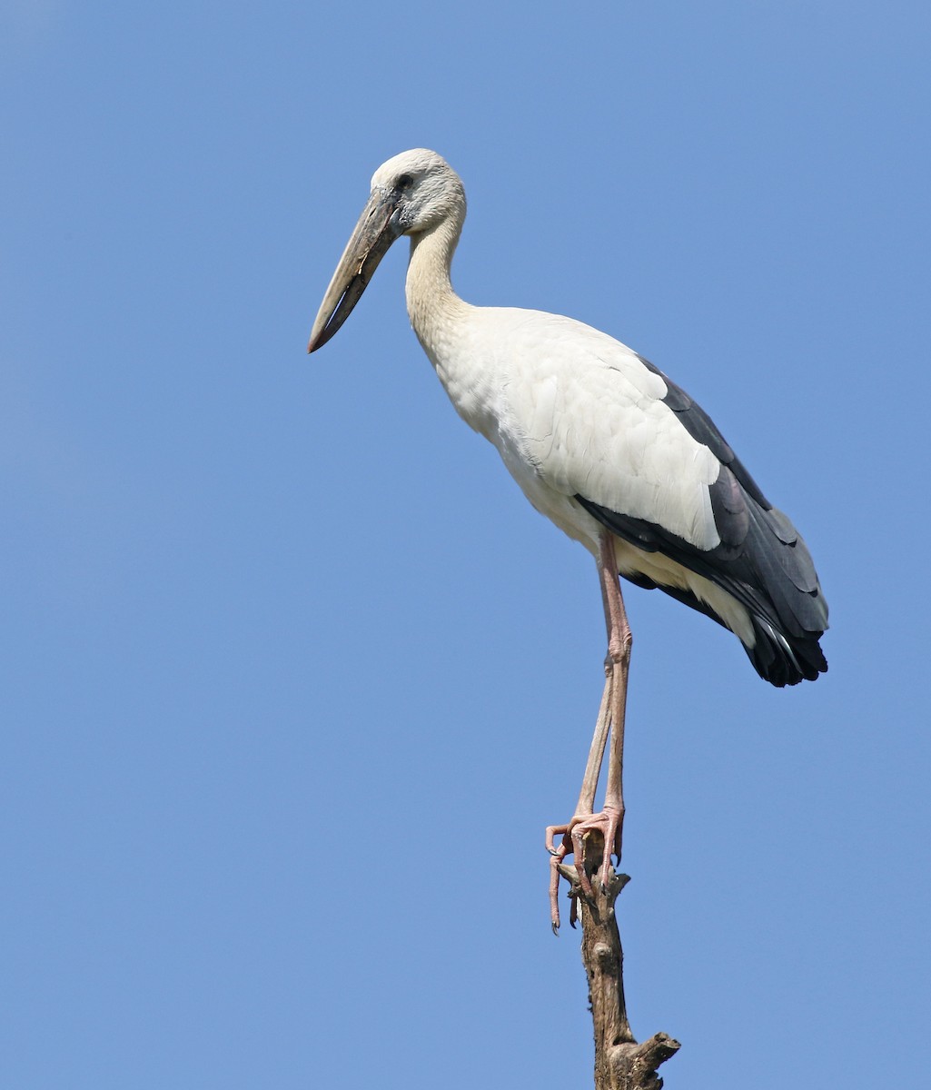 Asian Openbill - Dave Bakewell