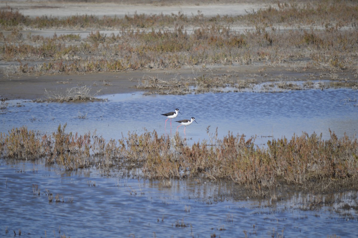 Black-necked Stilt - ML198816381