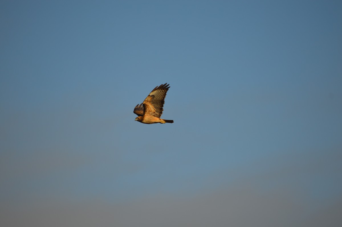 Rotschwanzbussard - ML198816901