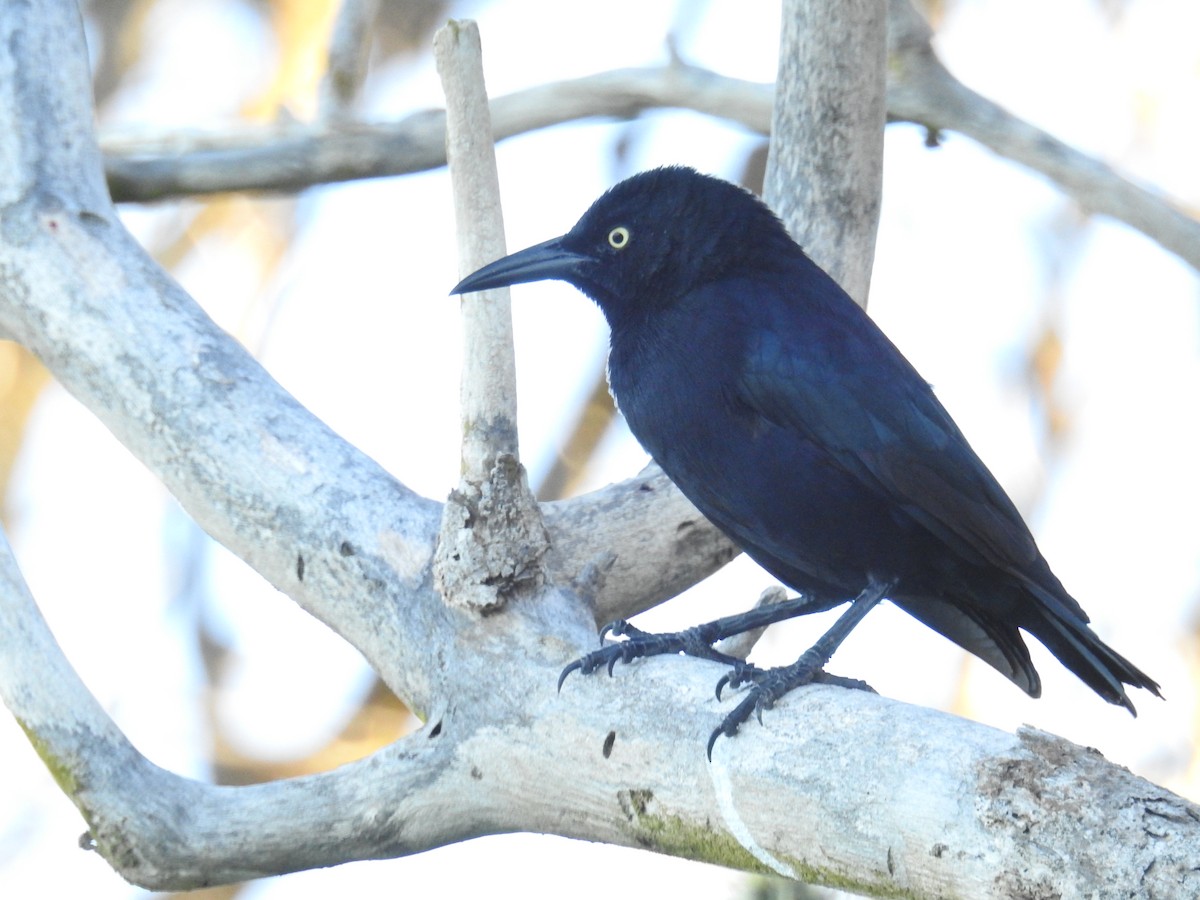 Carib Grackle - Sasha Torman