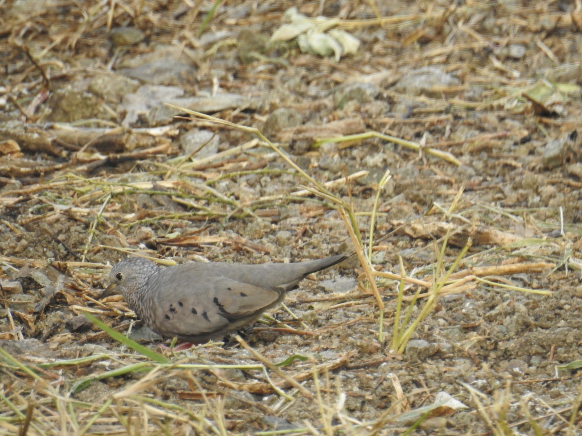 Common Ground Dove - ML198817311