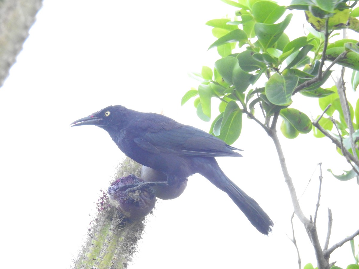 Carib Grackle - Sasha Torman