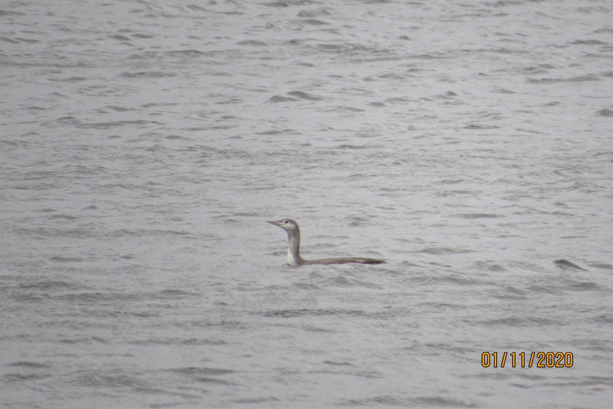 Red-throated Loon - ML198818221