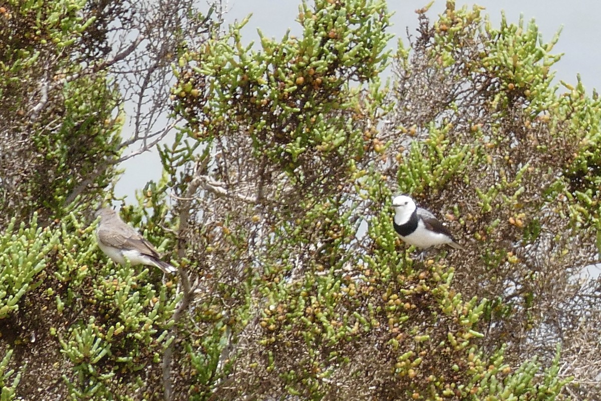 White-fronted Chat - John Beckworth