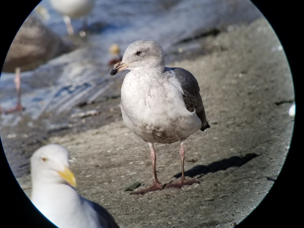 Western Gull - ML198820341