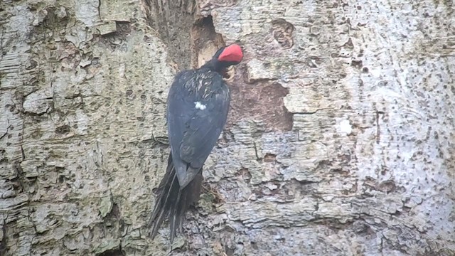 White-bellied Woodpecker - ML198823331