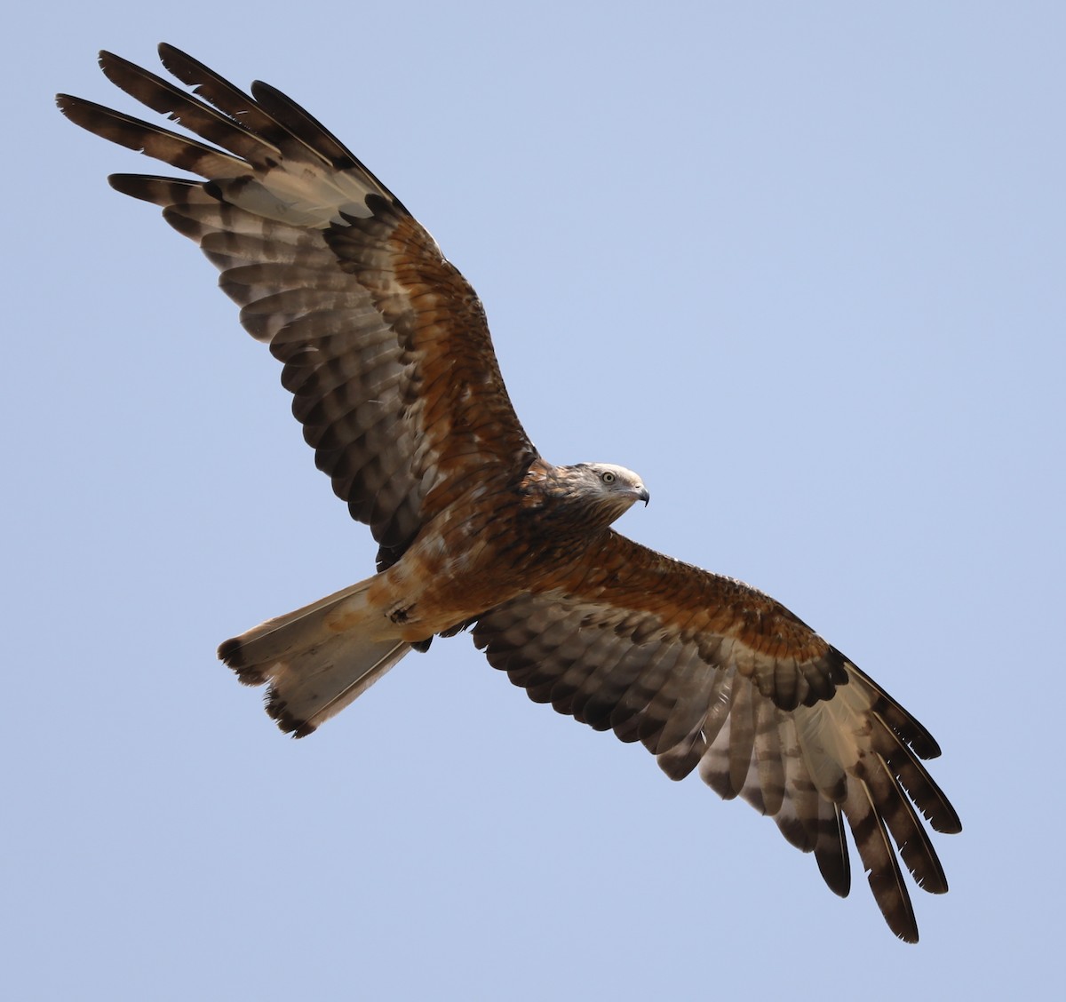 Square-tailed Kite - ML198823371