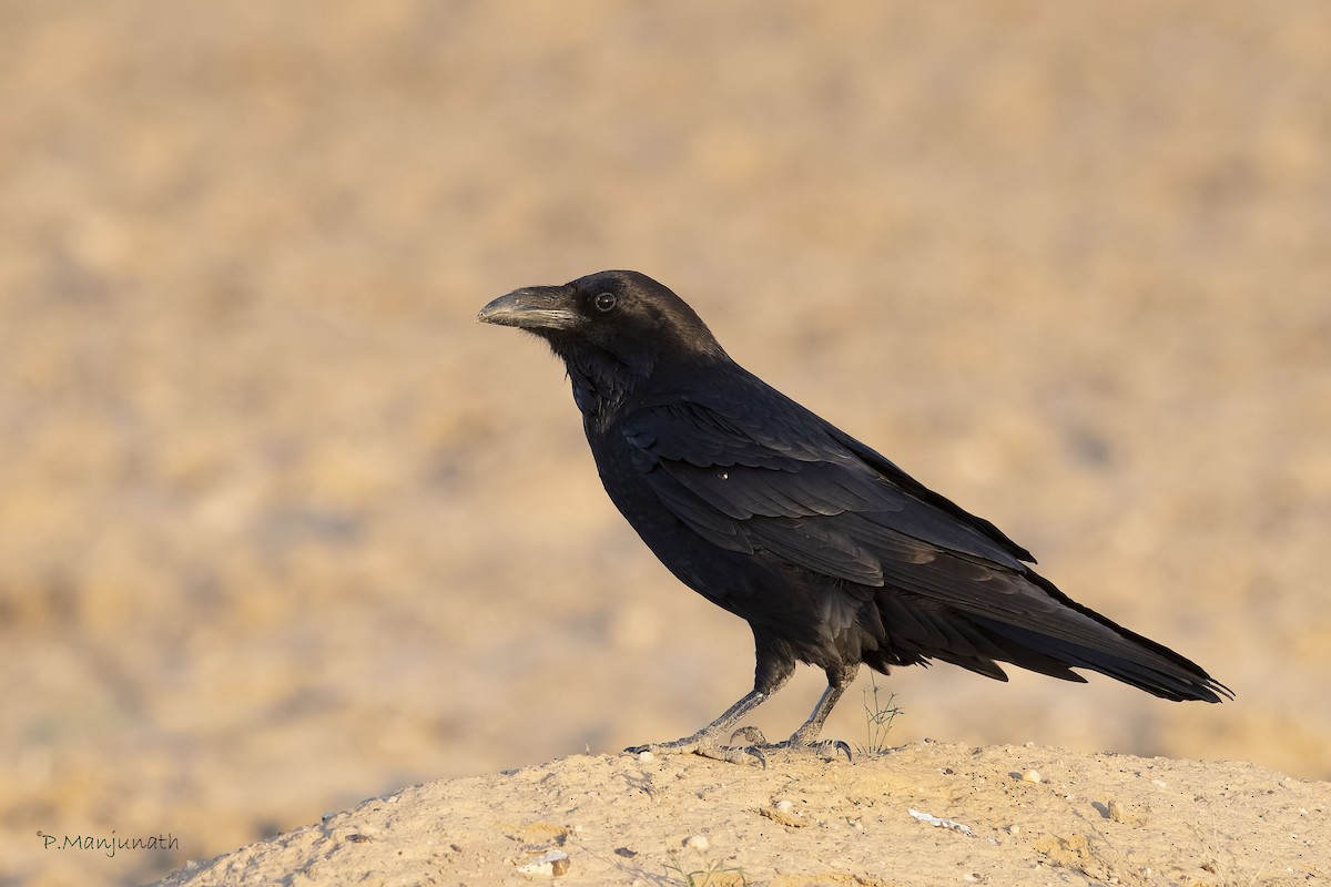 Common Raven - Prabhakar Manjunath