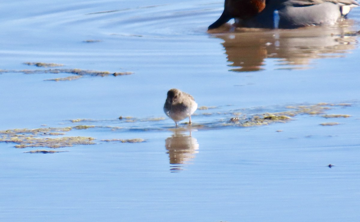 Least Sandpiper - ML198825351