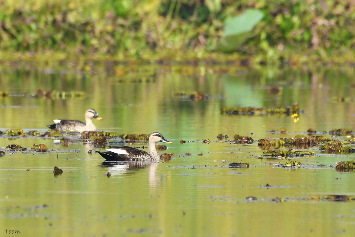 Indian Spot-billed Duck - ML198825961