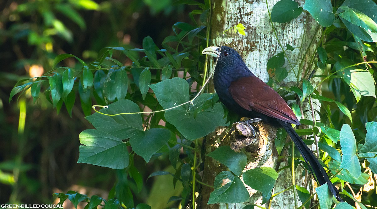 Green-billed Coucal - Shashika Bandara