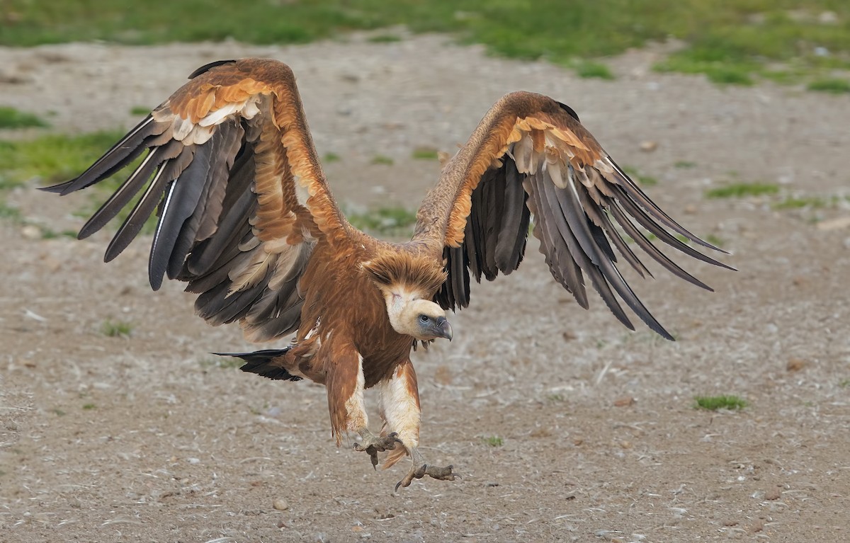 Gänsegeier - ML198829441