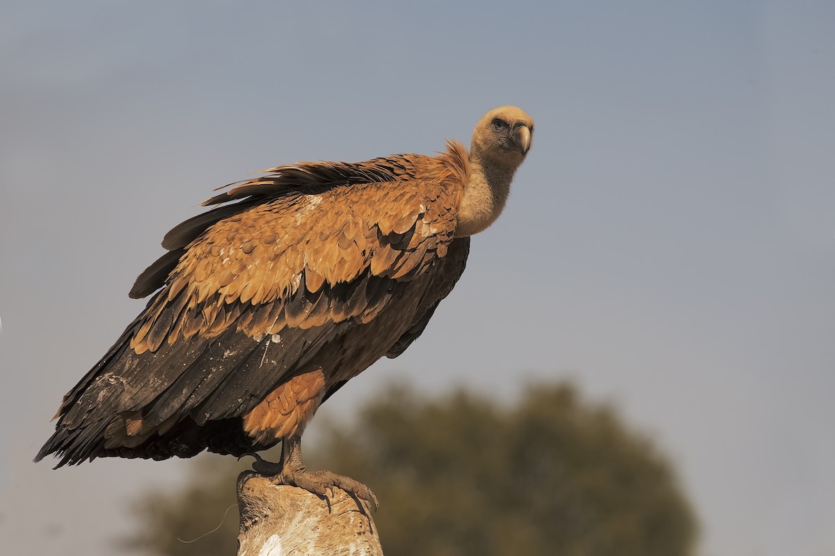 Eurasian Griffon - ML198829471