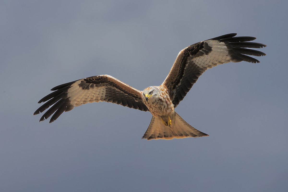 Red Kite - ML198829581