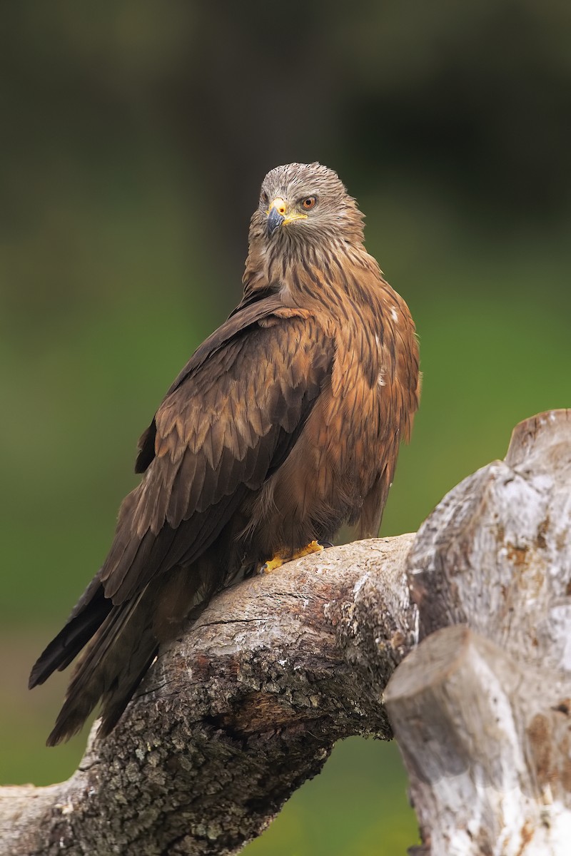 Black Kite - ML198829591