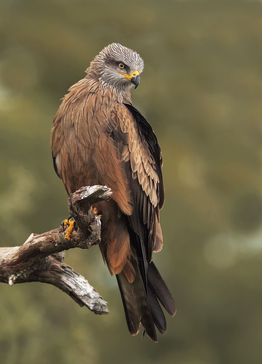 Black Kite - Marco Valentini