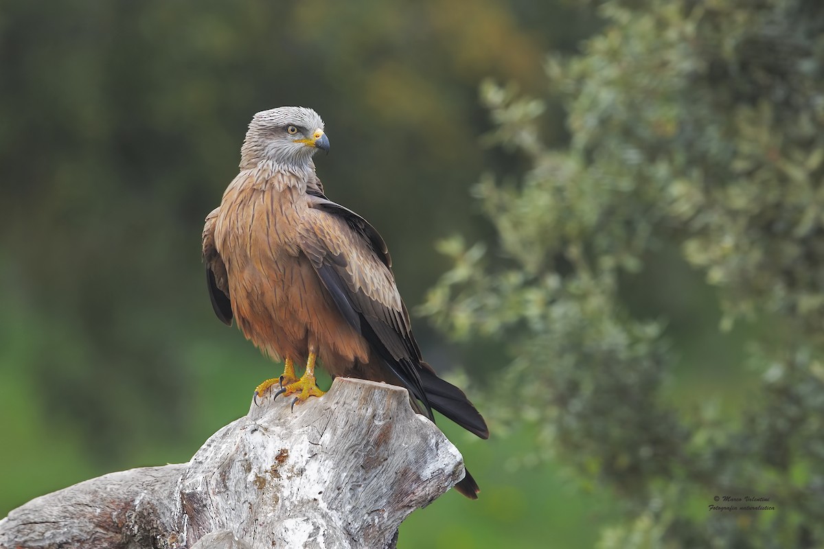 Black Kite - ML198829611