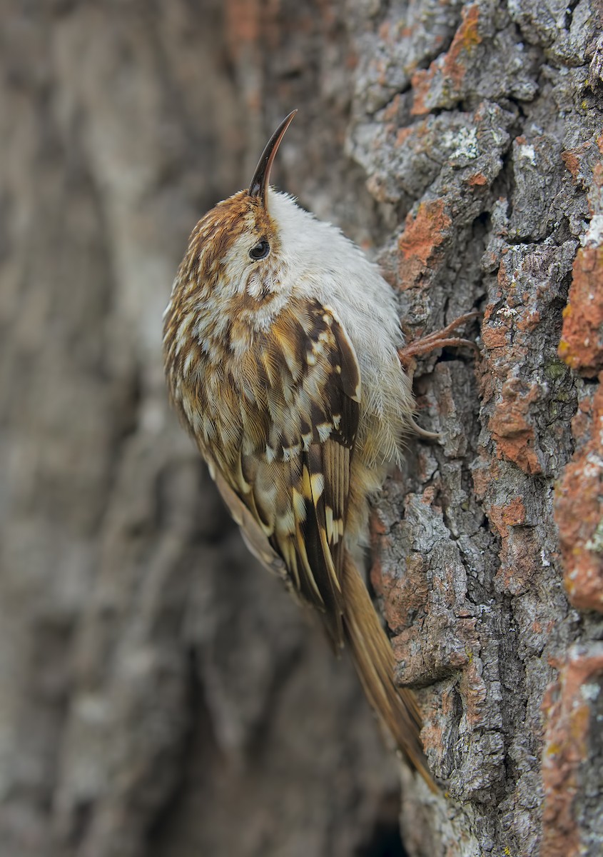 Short-toed Treecreeper - ML198829821