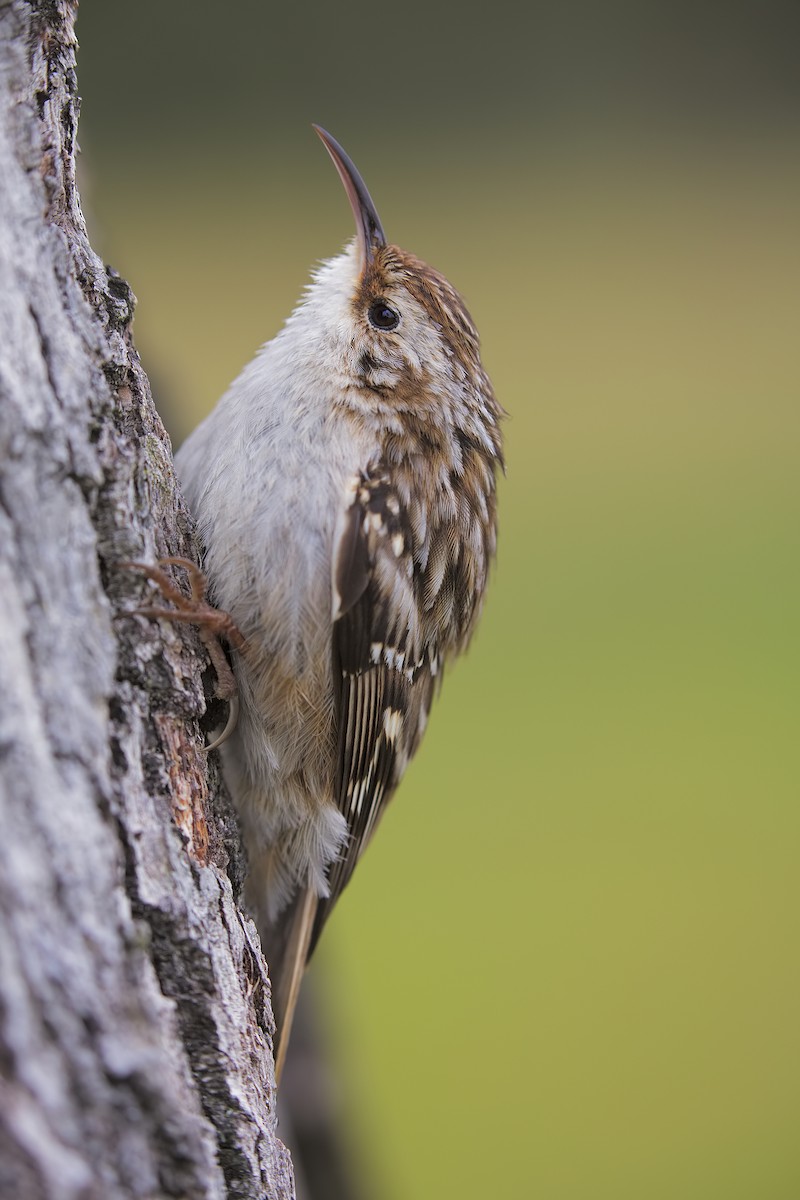 Short-toed Treecreeper - ML198829831