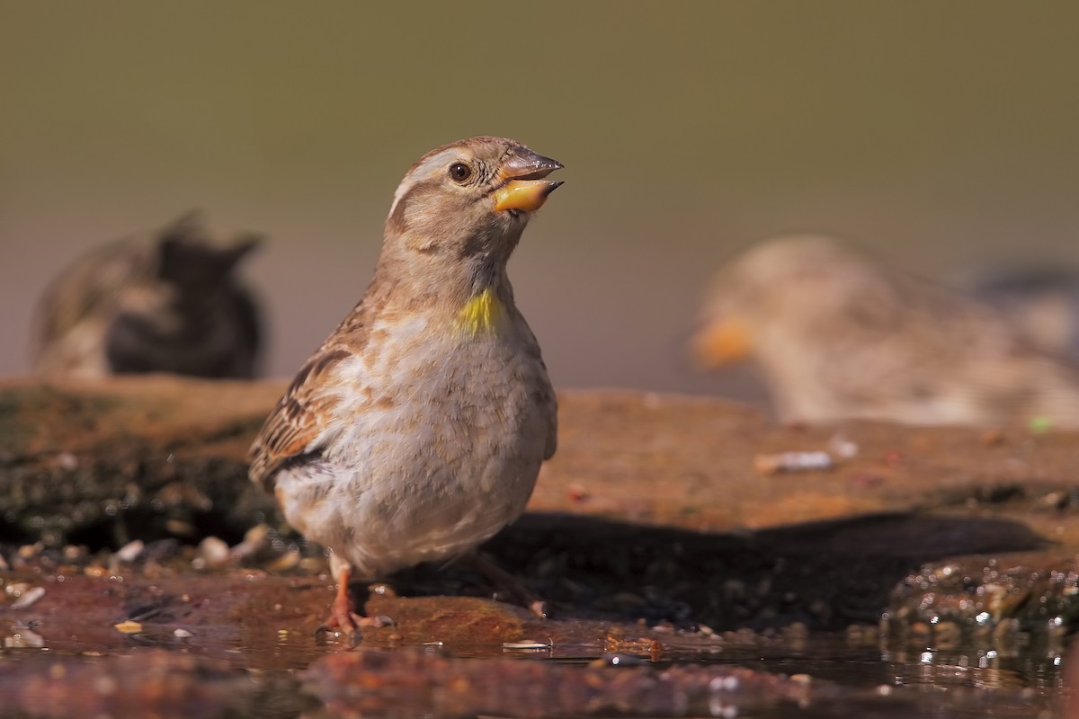 Rock Sparrow - Marco Valentini