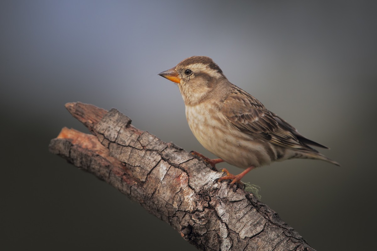 Rock Sparrow - Marco Valentini