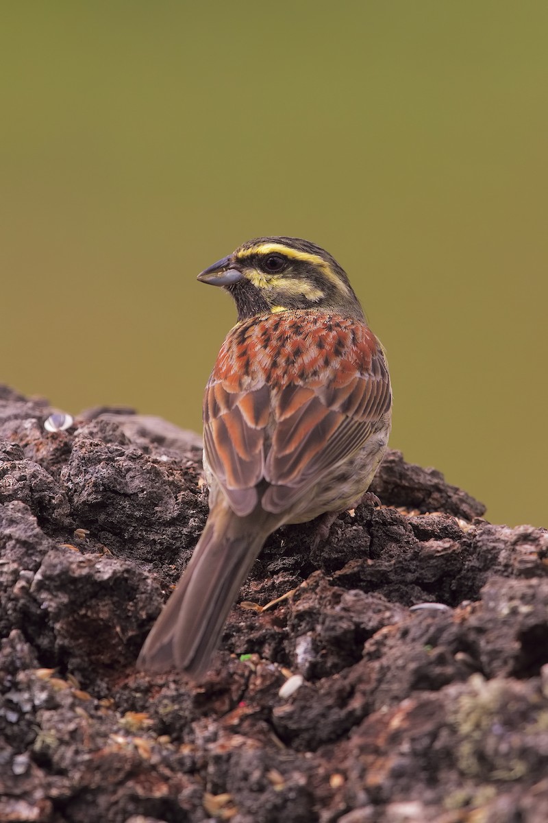 Cirl Bunting - ML198829991