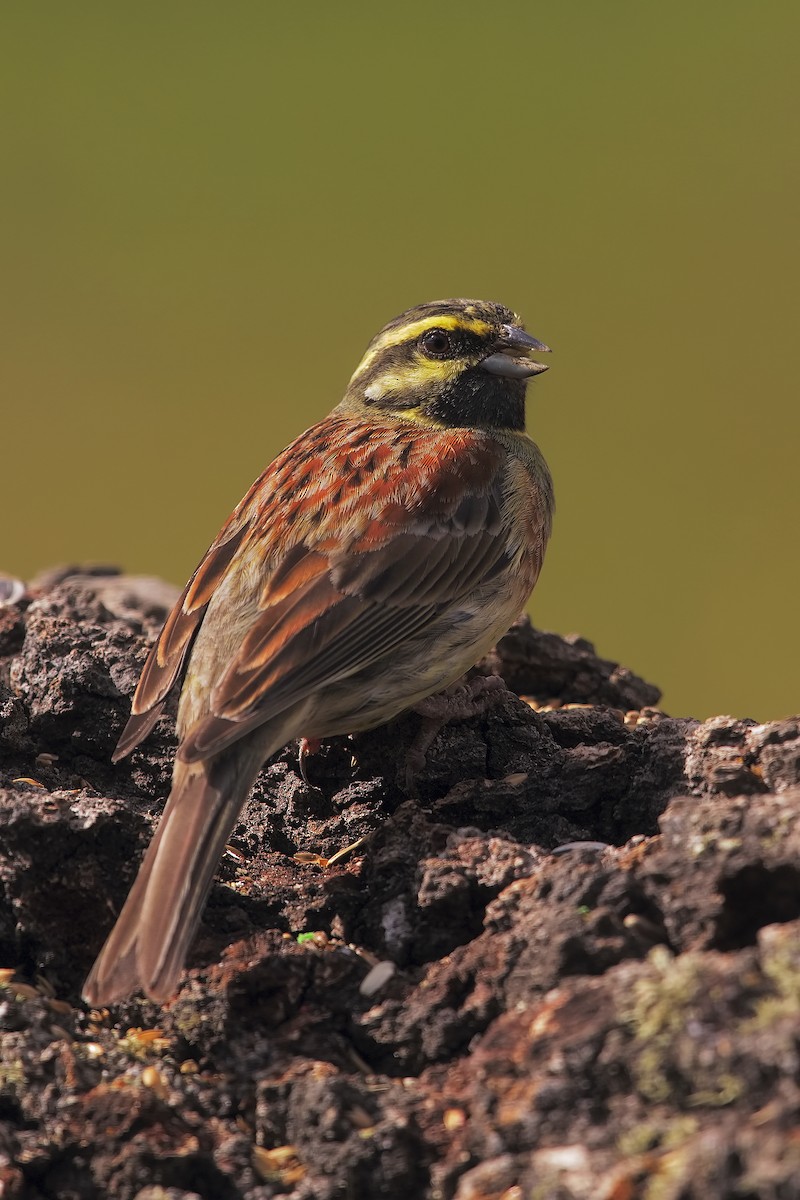 Cirl Bunting - Marco Valentini