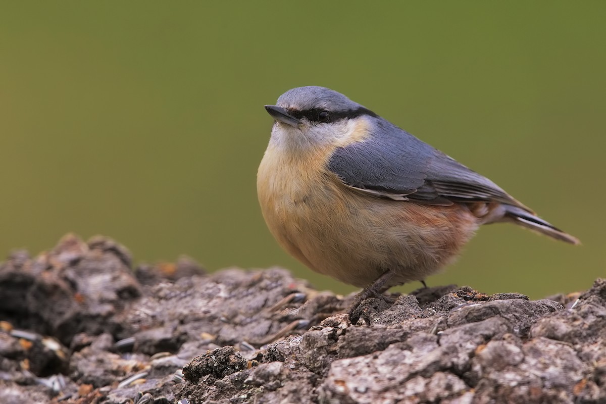 Eurasian Nuthatch - ML198830321