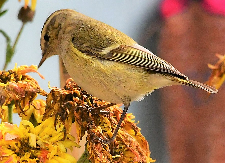 Hume's Warbler - ML198831611