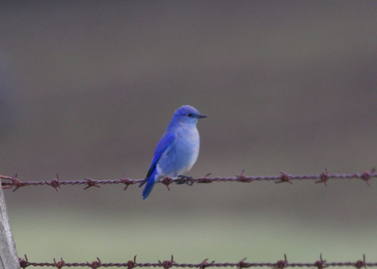 Mountain Bluebird - ML198832101