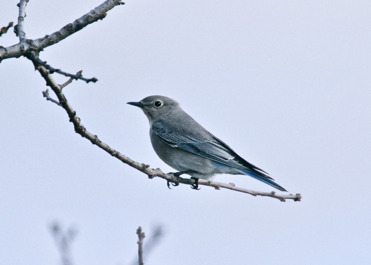 Mountain Bluebird - ML198832191