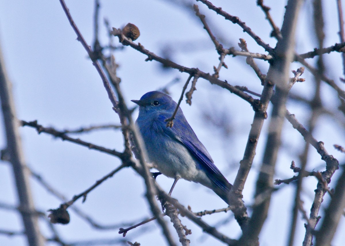 Mountain Bluebird - ML198832301