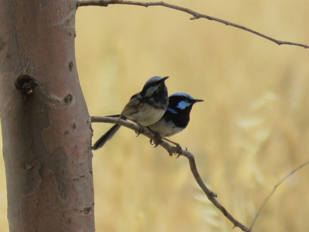 Superb Fairywren - ML198833461