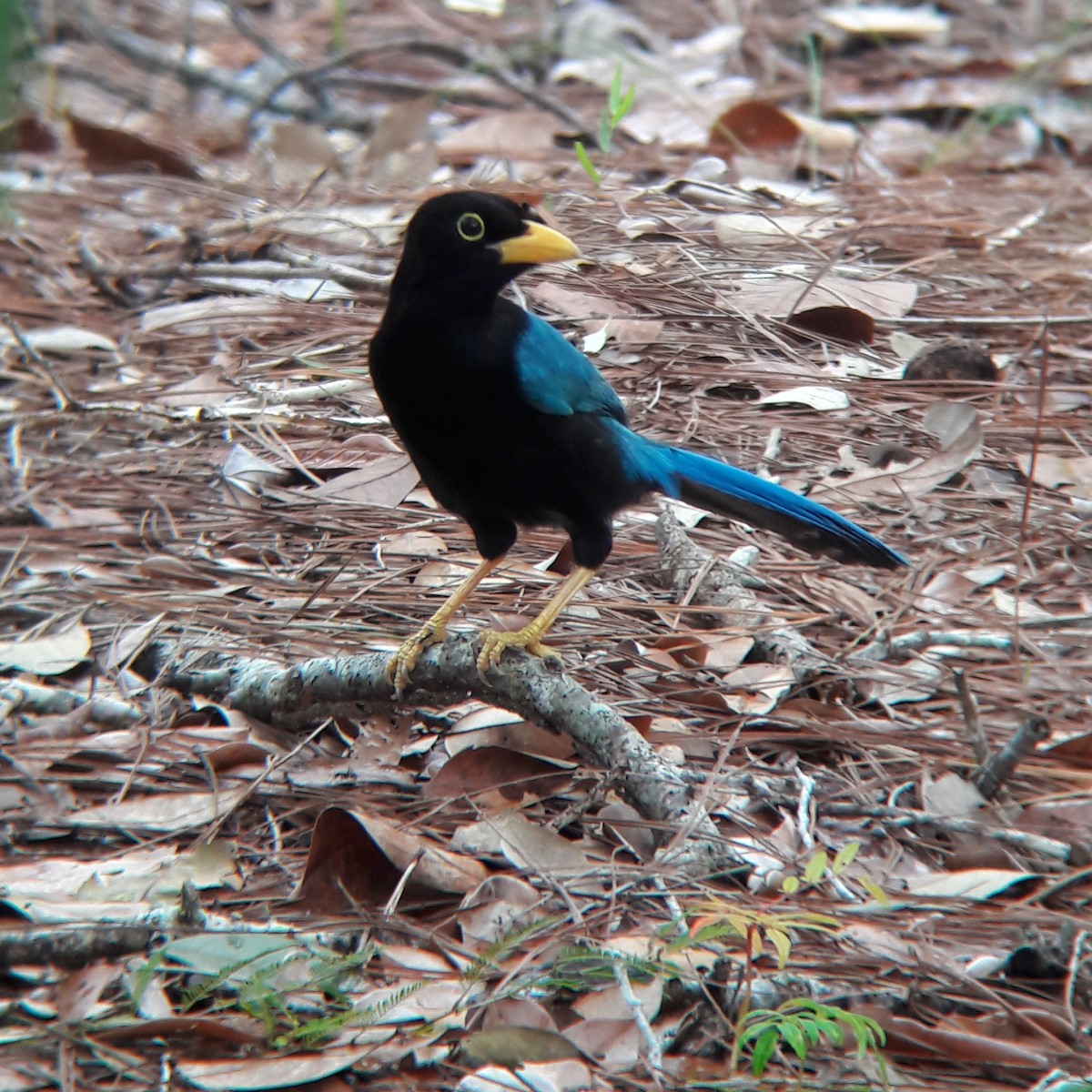 Yucatan Jay - Reymundo Chen