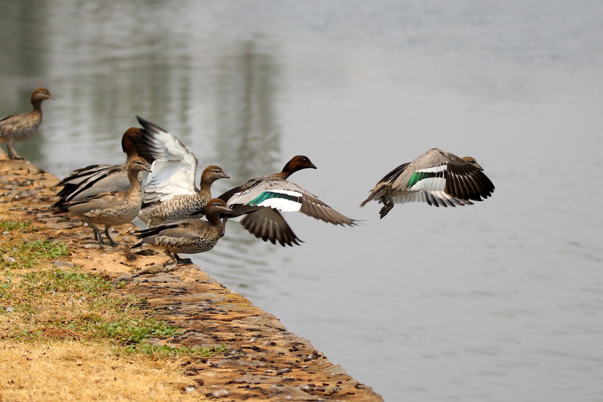 Maned Duck - ML198836221