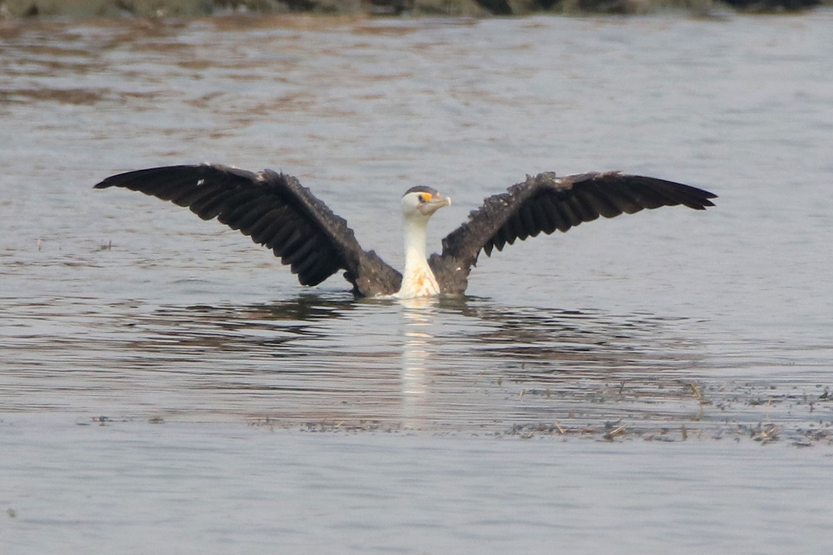 Pied Cormorant - ML198836241