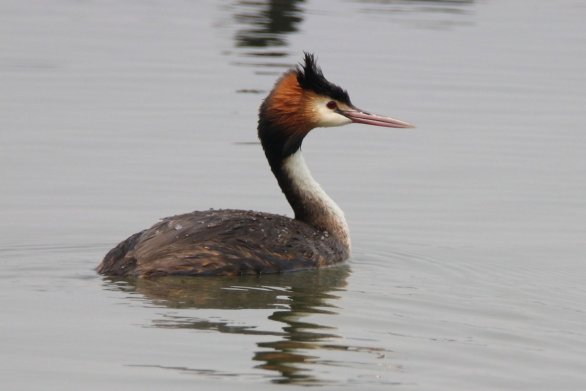 Great Crested Grebe - ML198836271